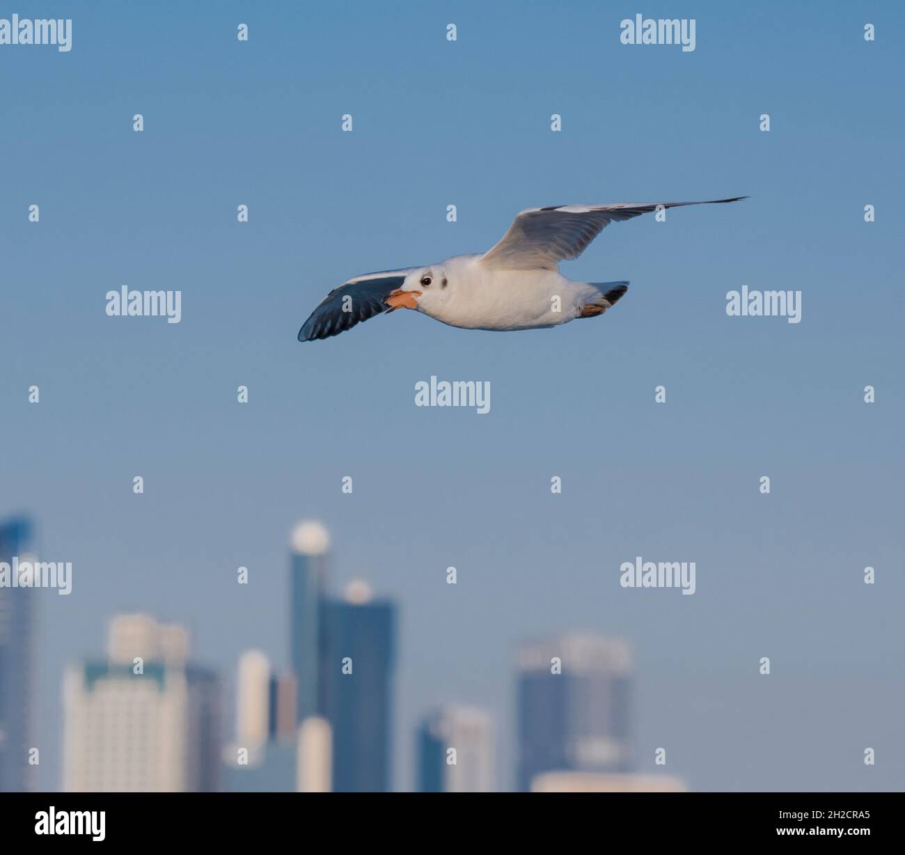 Una gaviota volando en el cielo de la capital ( Abu Dhabi), llevando un pedazo de pan. Foto de stock