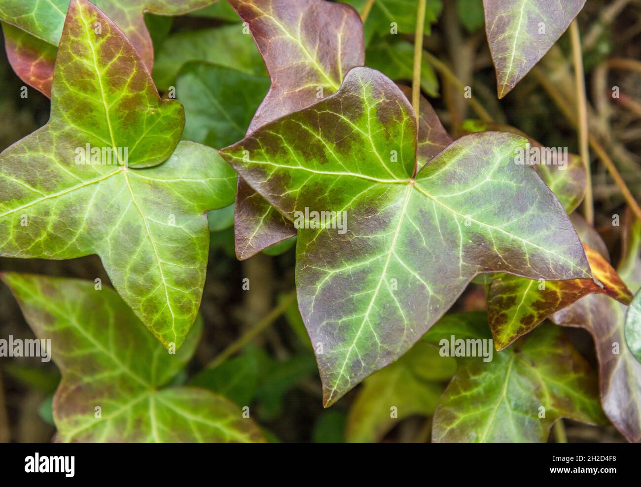 Foto de hoja variegada púrpura ob Hiedra Inglés Común / Hedera hélice