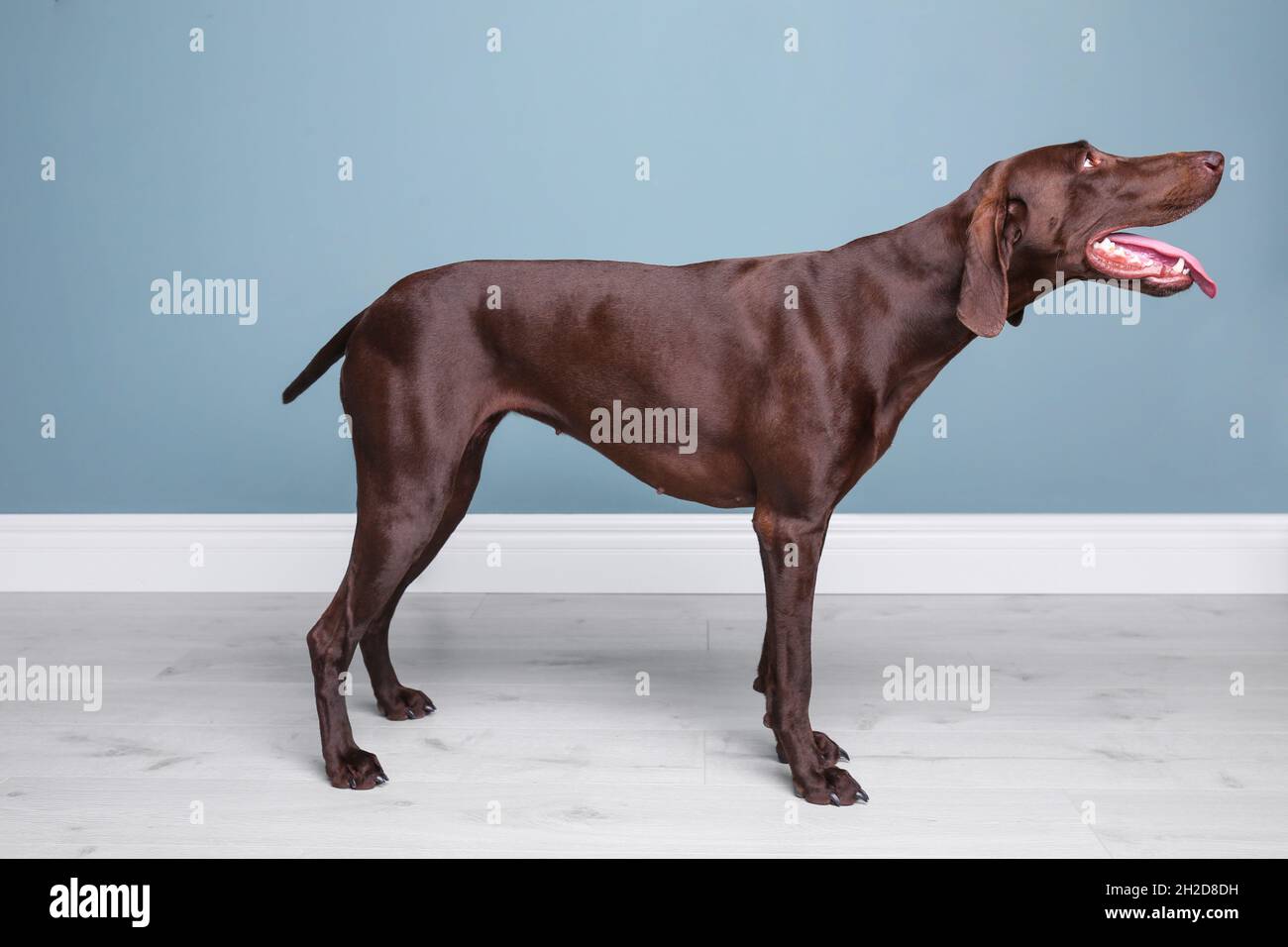 ahrebates seresto collar