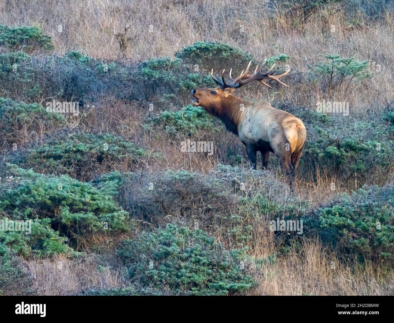 Tule elk, Cervus canadensis nánnodes, con impresionantes cortantes en Point Reyes National Seashore, California, Estados Unidos Foto de stock