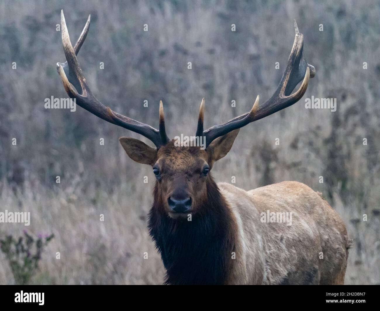 Tule elk, Cervus canadensis nánnodes, con impresionantes cortantes en Point Reyes National Seashore, California, Estados Unidos Foto de stock