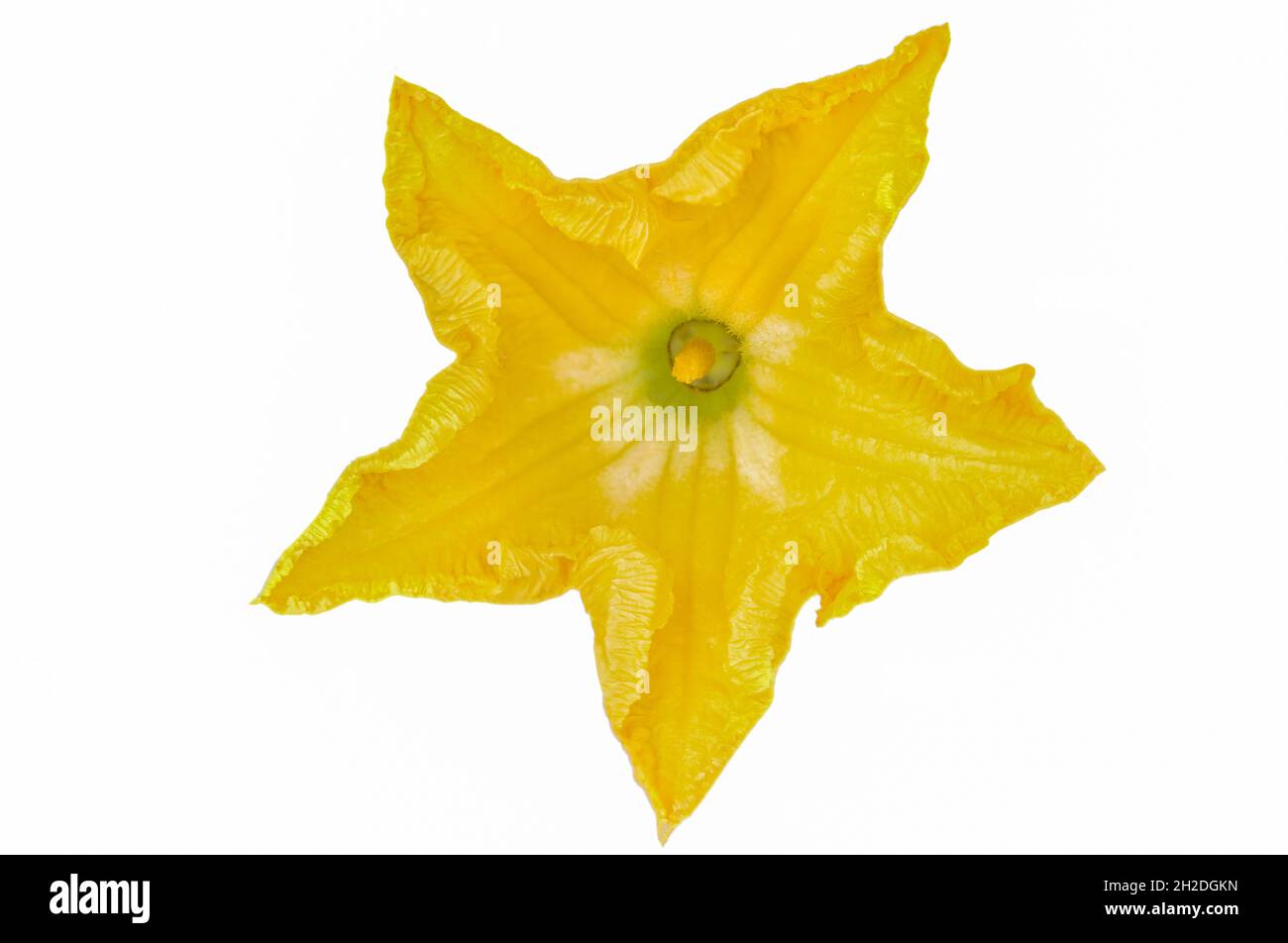 fotografía macro de la flor de calabaza aislada sobre blanco Foto de stock