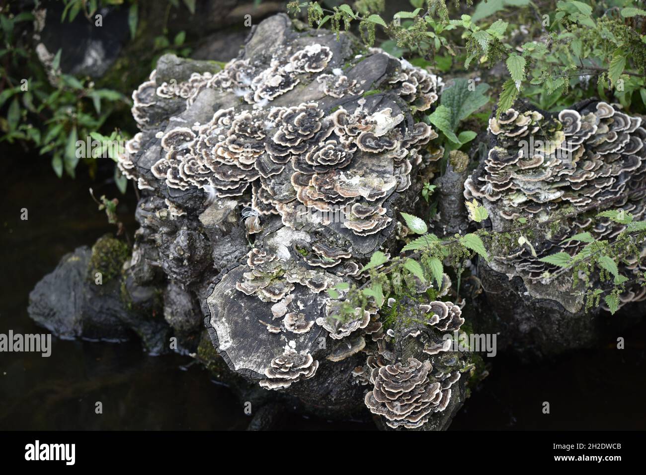 Soporte de Turkeytail Fungus (Coriolus versicolor) (Polyporus versicolor) que cubre un Log en descomposición en un estanque en Staffordshire, Reino Unido en octubre Foto de stock