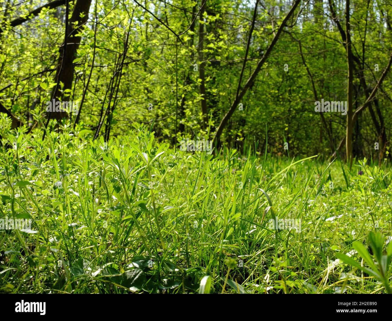 Hierba verde fresca y otra vegetación exuberante que crece en el bosque de primavera joven durante el día soleado Foto de stock