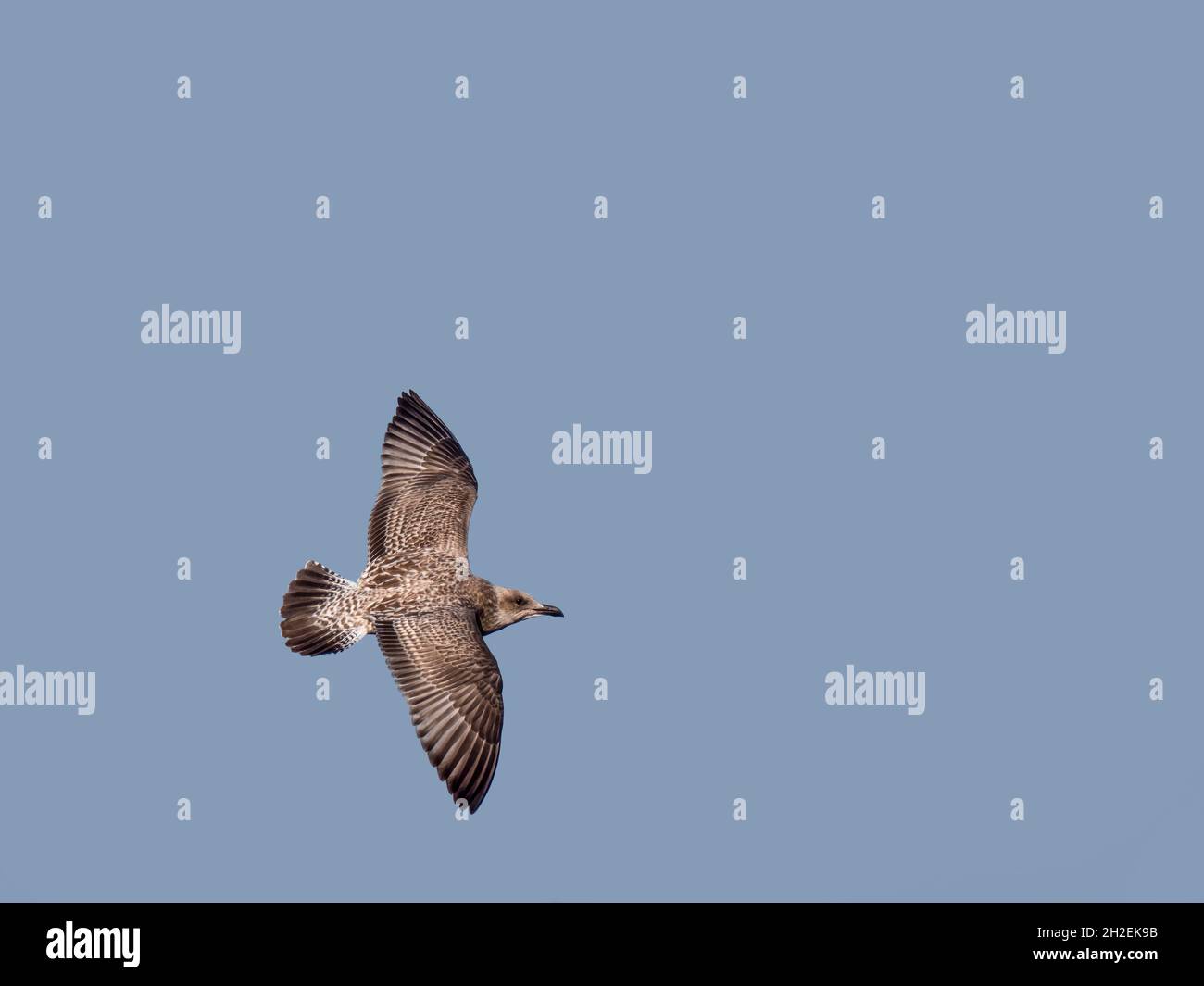 Aves marinas de gaviota volando en el cielo azul. Gaviota de arenque juvenil europea, Larus argentatus en vuelo. Foto de stock