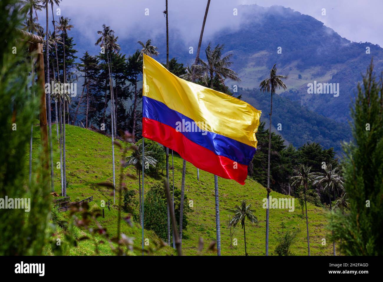 Bandera colombiana y árbol nacional colombiano, la Palma de Cera Quindío en las montañas del Valle de Cocora Foto de stock