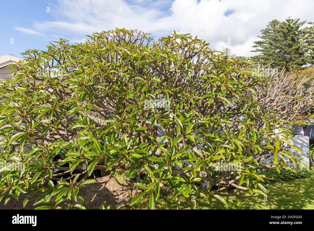 Frangipani árbol arbusto plumeria en un día de primavera en Sydney, Australia Foto de stock
