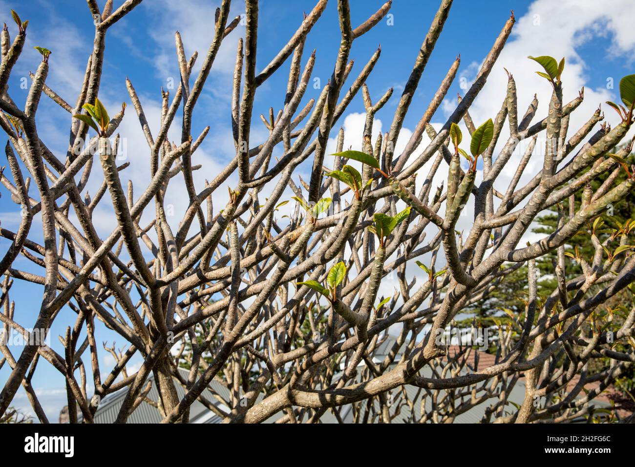 Frangipani árbol, plumeria, en un día de primavera en Sydney, con nuevos brotes y brotes emergentes, Sydney, Australia Foto de stock