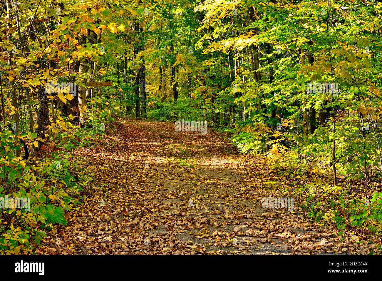Un carril rural cubierto de hojas caídas en la zona rural de New Brunswick, Canadá Foto de stock