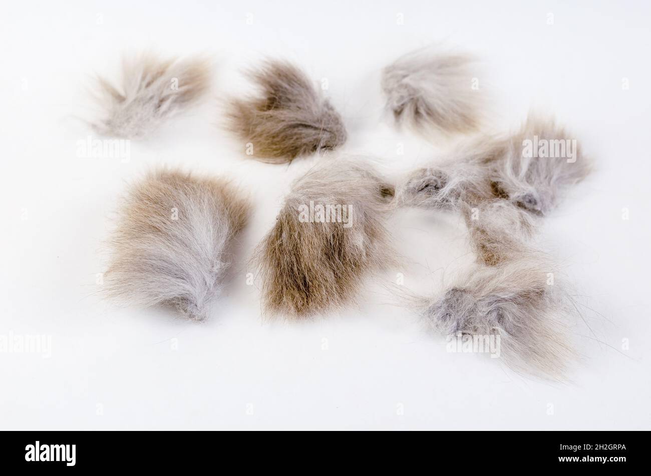 Bultos enredados de pelo de gato sobre un fondo blanco. Pelo gris mate en  gatos. Enfoque selectivo Fotografía de stock - Alamy
