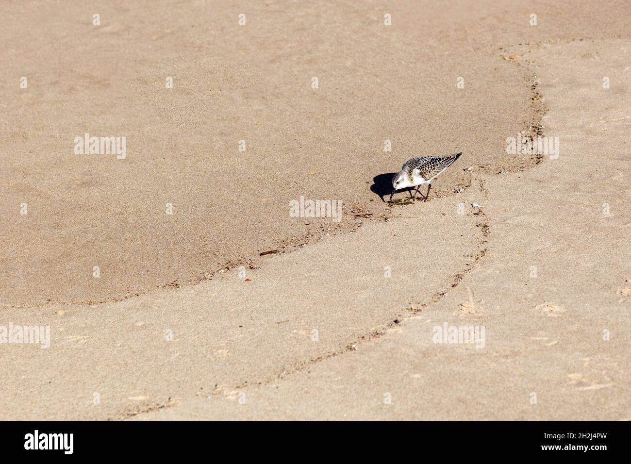 Sanderling, aves playeras, caza de comida, playa, Lago Michigan, Michigan, EE.UU., por James D Coppinger/Dembinsky Photo Assoc Foto de stock
