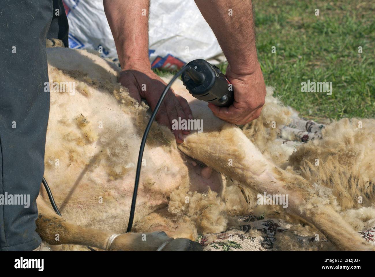 hombre esquilando una oveja con cortapelos eléctricos Foto de stock
