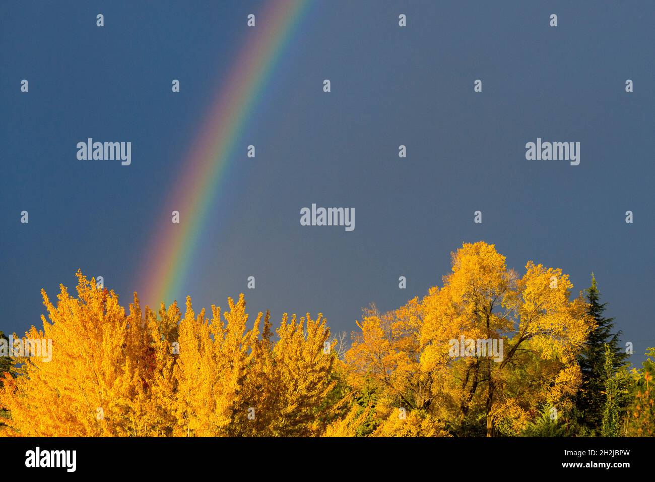 Caída arco iris sobre coloridos árboles en Reno, Nevada Foto de stock