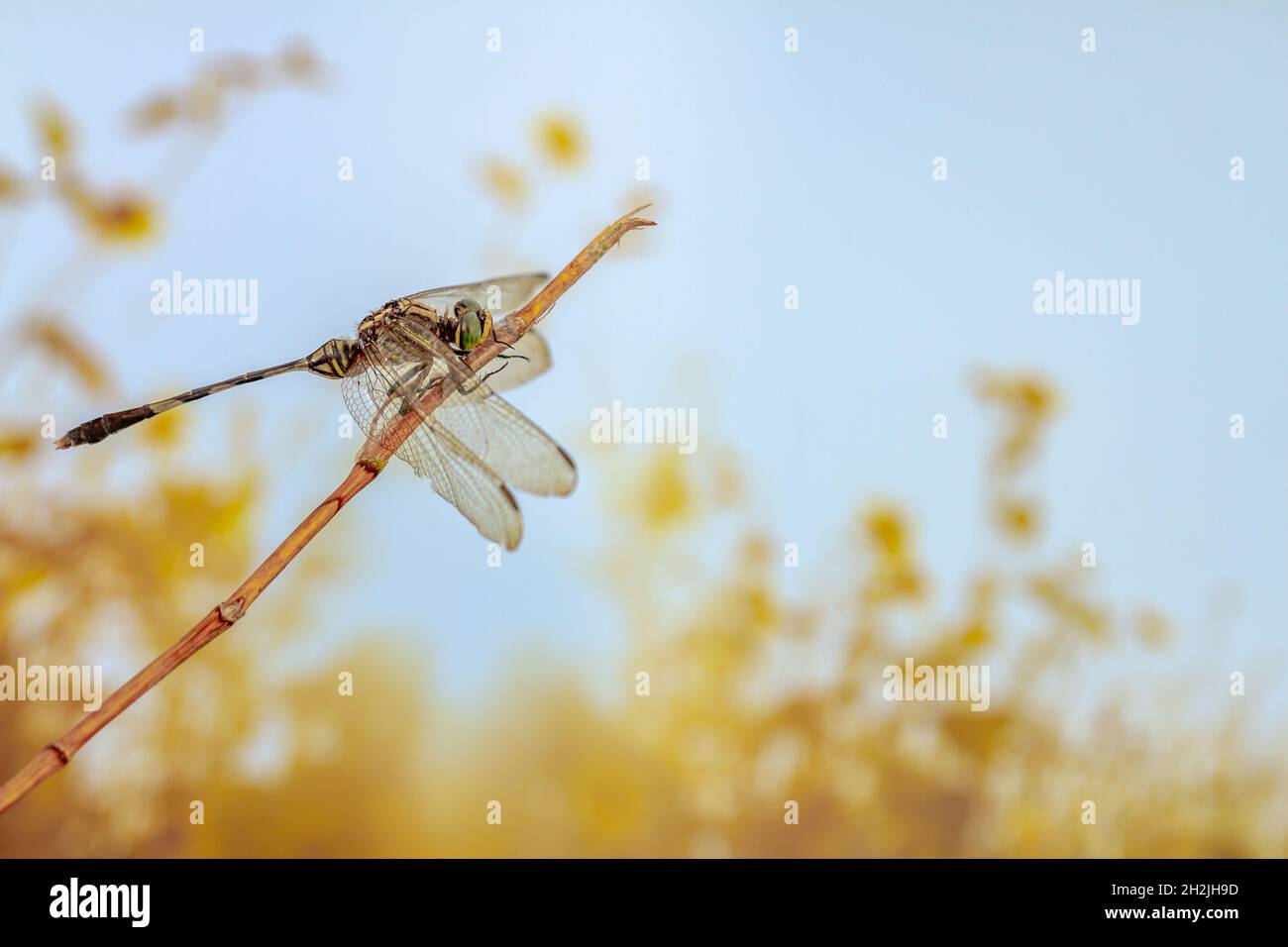 Una libélula encaramada en una pequeña rama, con un telón de fondo de arbustos en clima cálido, por el tema de la naturaleza y la vida animal Foto de stock