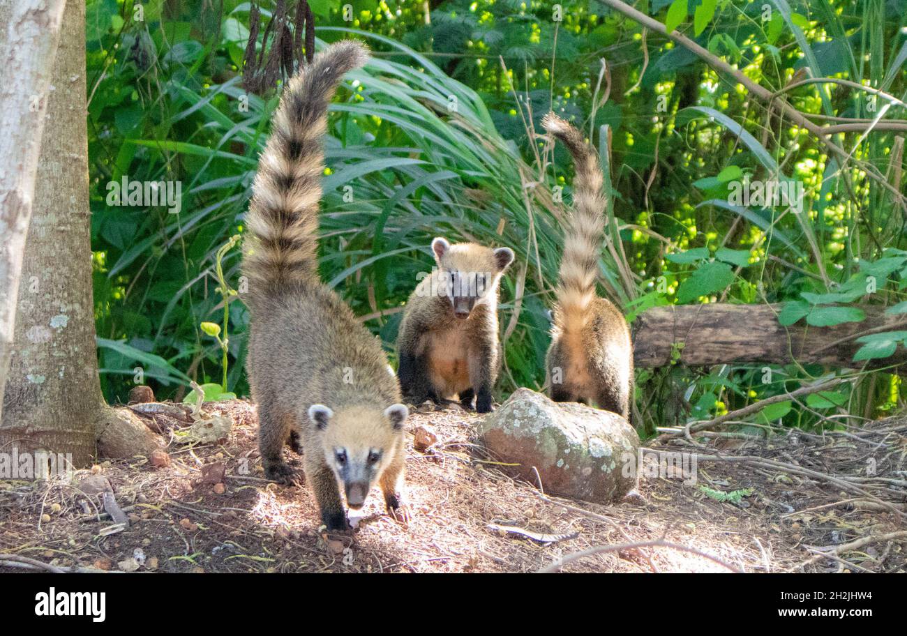 Familia Racoon atestada por una foto en Park Arthur Thomas en Londrina, Brasil. Foto de stock