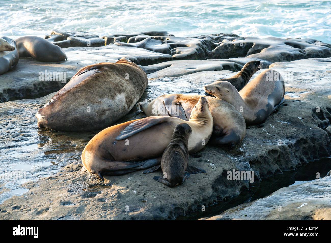 Los Leones del Mar de California y sus crías toman sol en la costa