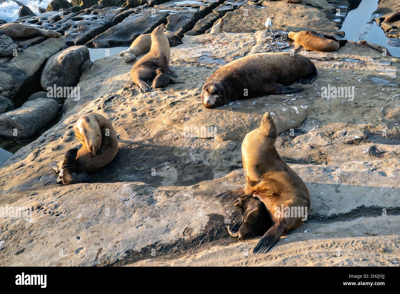 Los Leones del Mar de California y sus crías toman sol en la costa