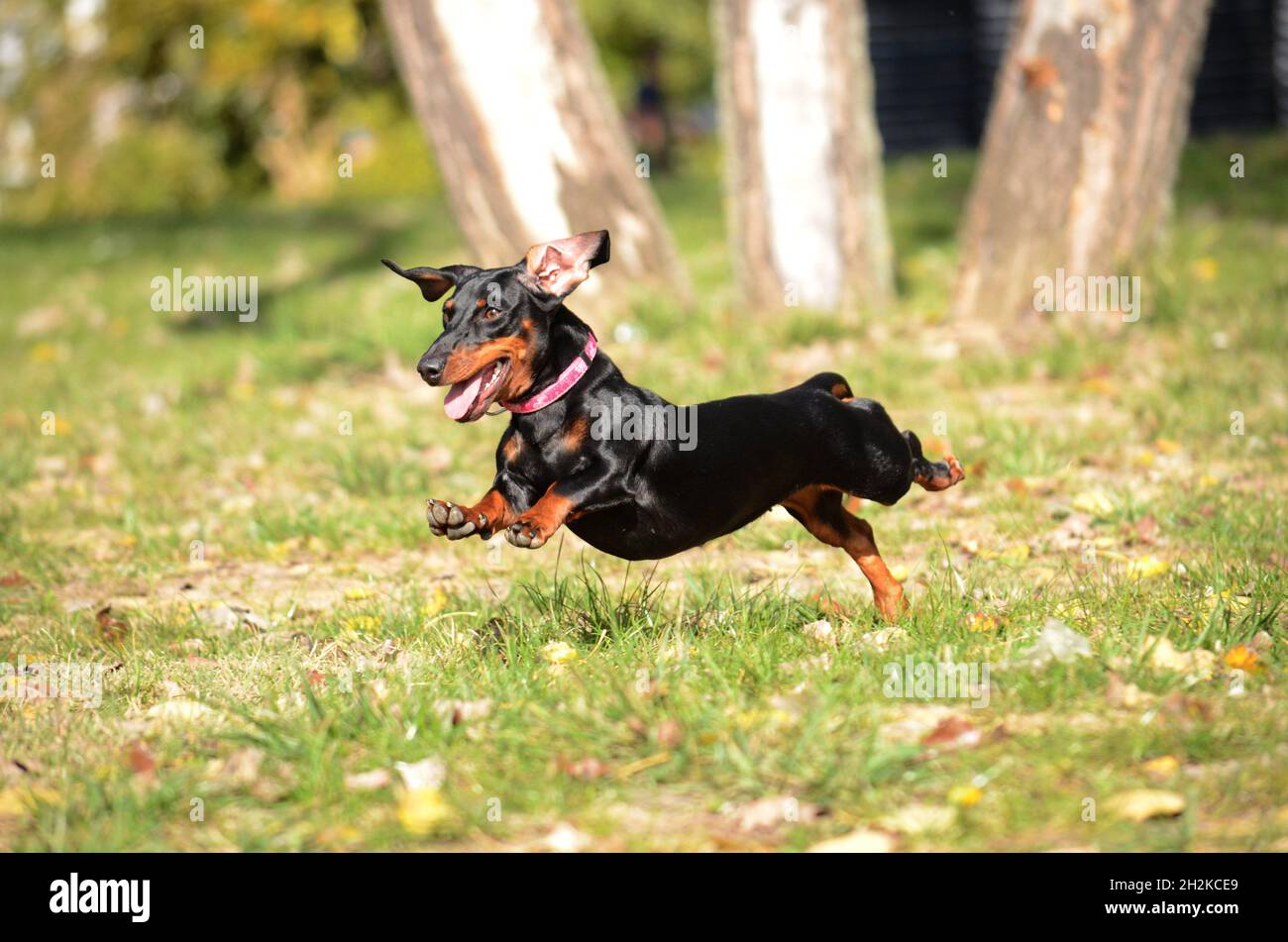 Perro Dachshund corriendo y saltando Foto de stock