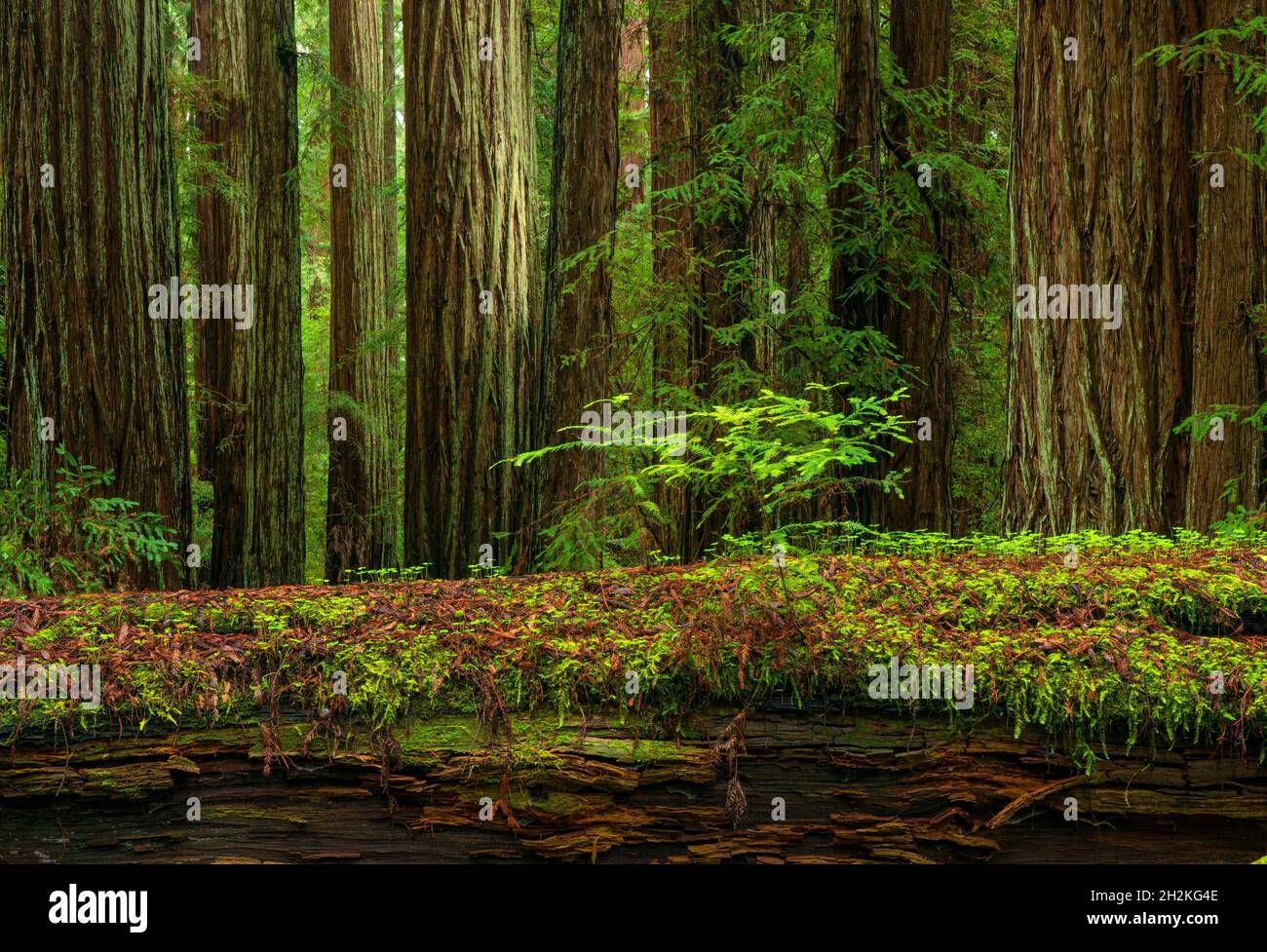 Secoyas, Sequoia sempervirens, Hendy Woods State Park, del condado de Mendocino, California Foto de stock