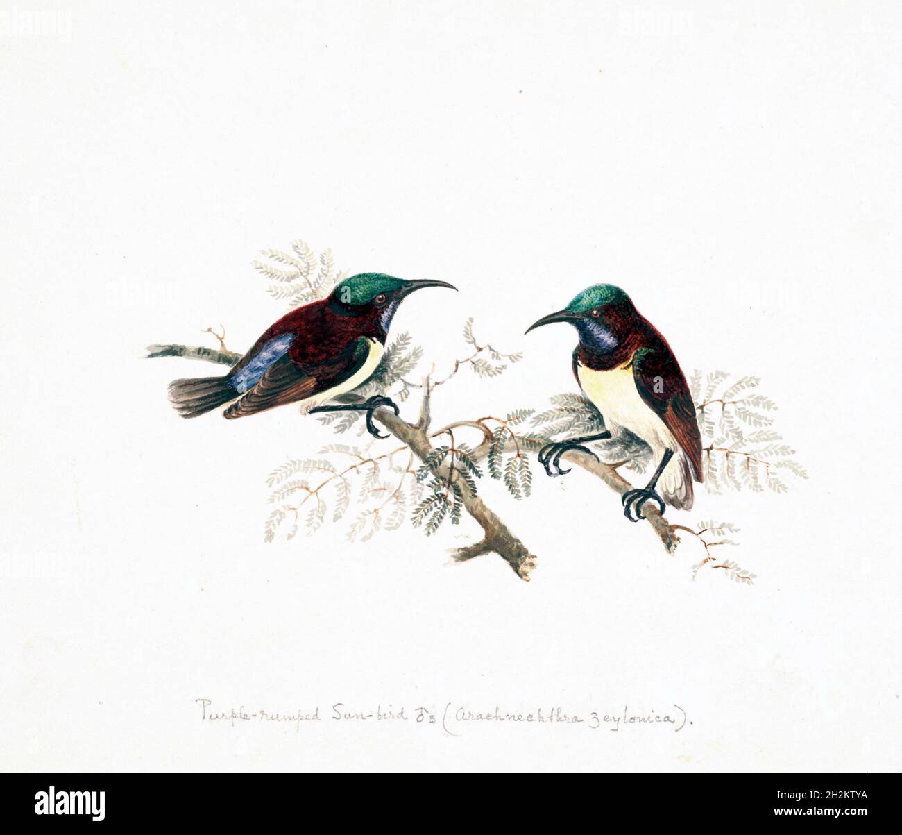 Pájaro de sol rumorado, ilustración del siglo 18th Foto de stock