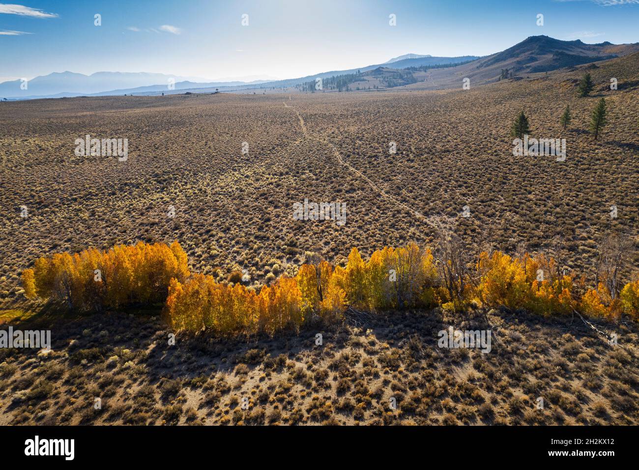 Vista aérea de los colores de otoño protegidos en barrancos del desierto cerca del lago Mono. Foto de stock