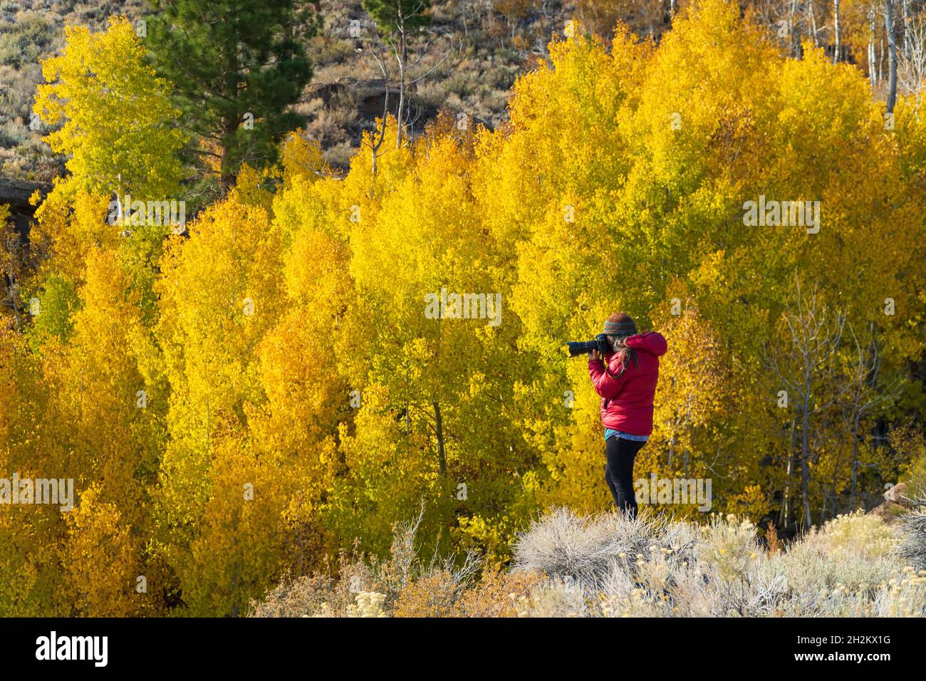 Fotografiar colores de otoño protegidos en barrancos del desierto cerca del Lago Mono. Foto de stock