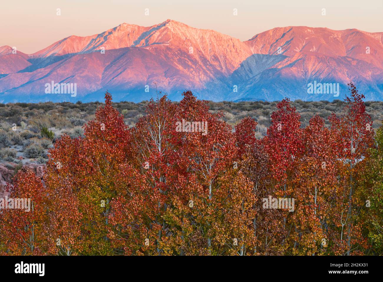 Colores de otoño protegidos en barrancos del desierto cerca de Mono Lake con puesta de sol en White Mountain en el fondo Foto de stock