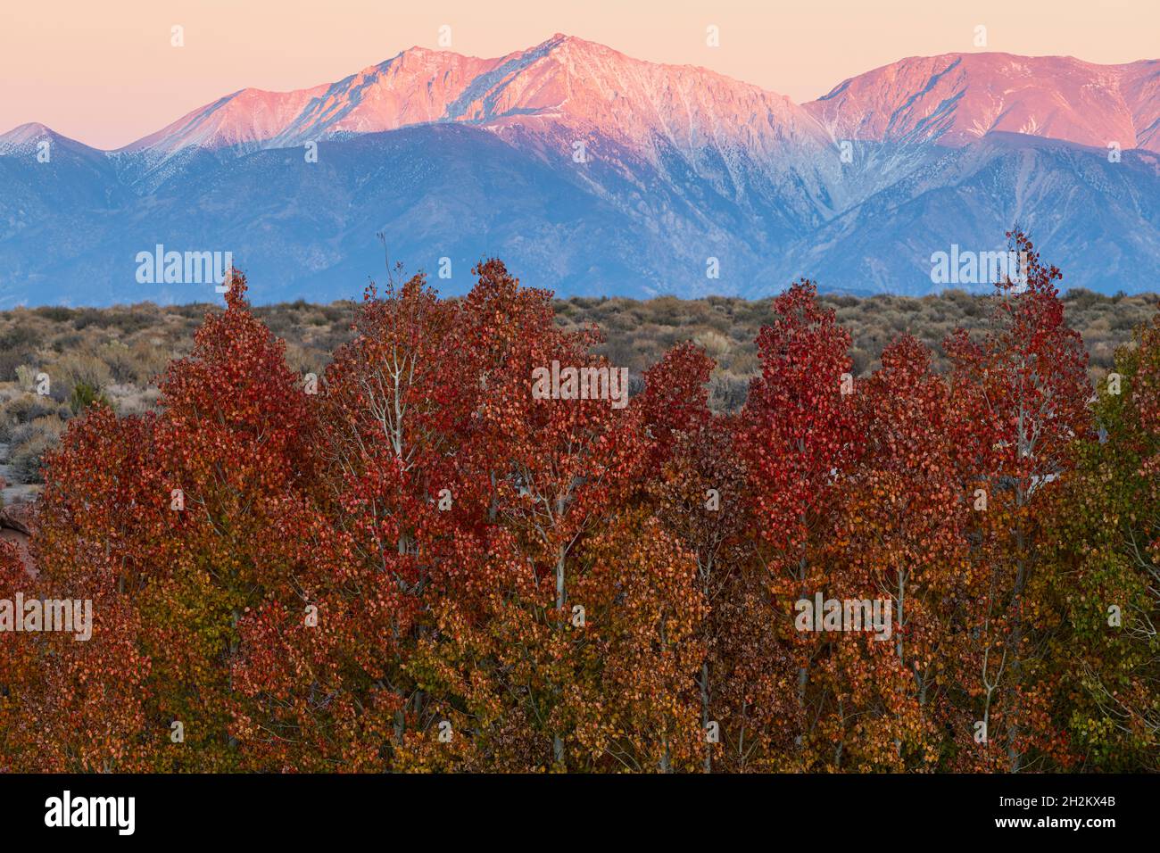 Colores de otoño protegidos en barrancos del desierto cerca de Mono Lake con puesta de sol en White Mountain en el fondo Foto de stock