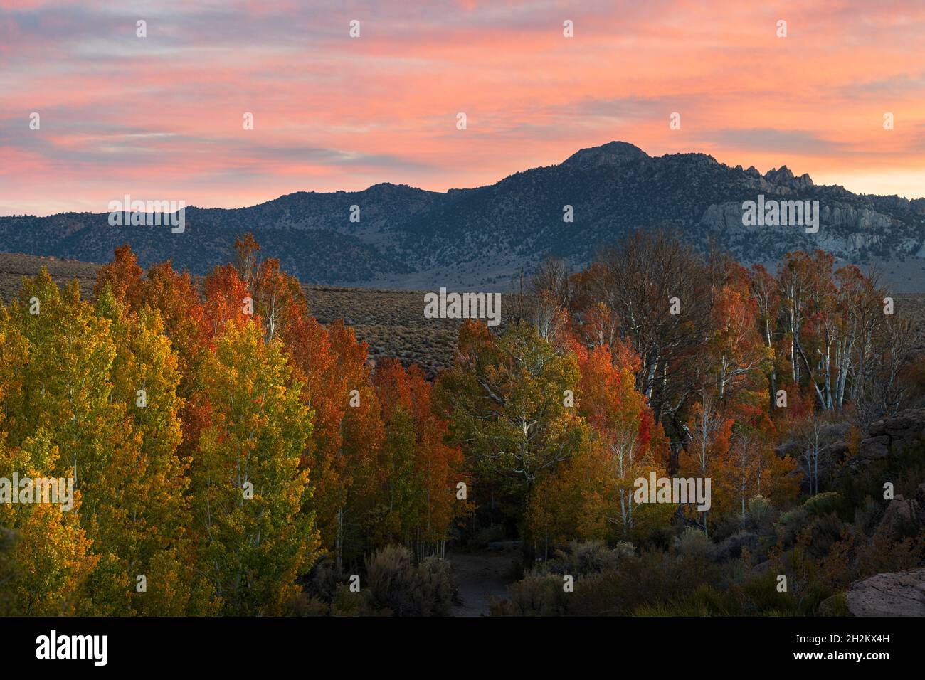 Colores de otoño protegidos en barrancos del desierto cerca del lago Mono al amanecer. Foto de stock