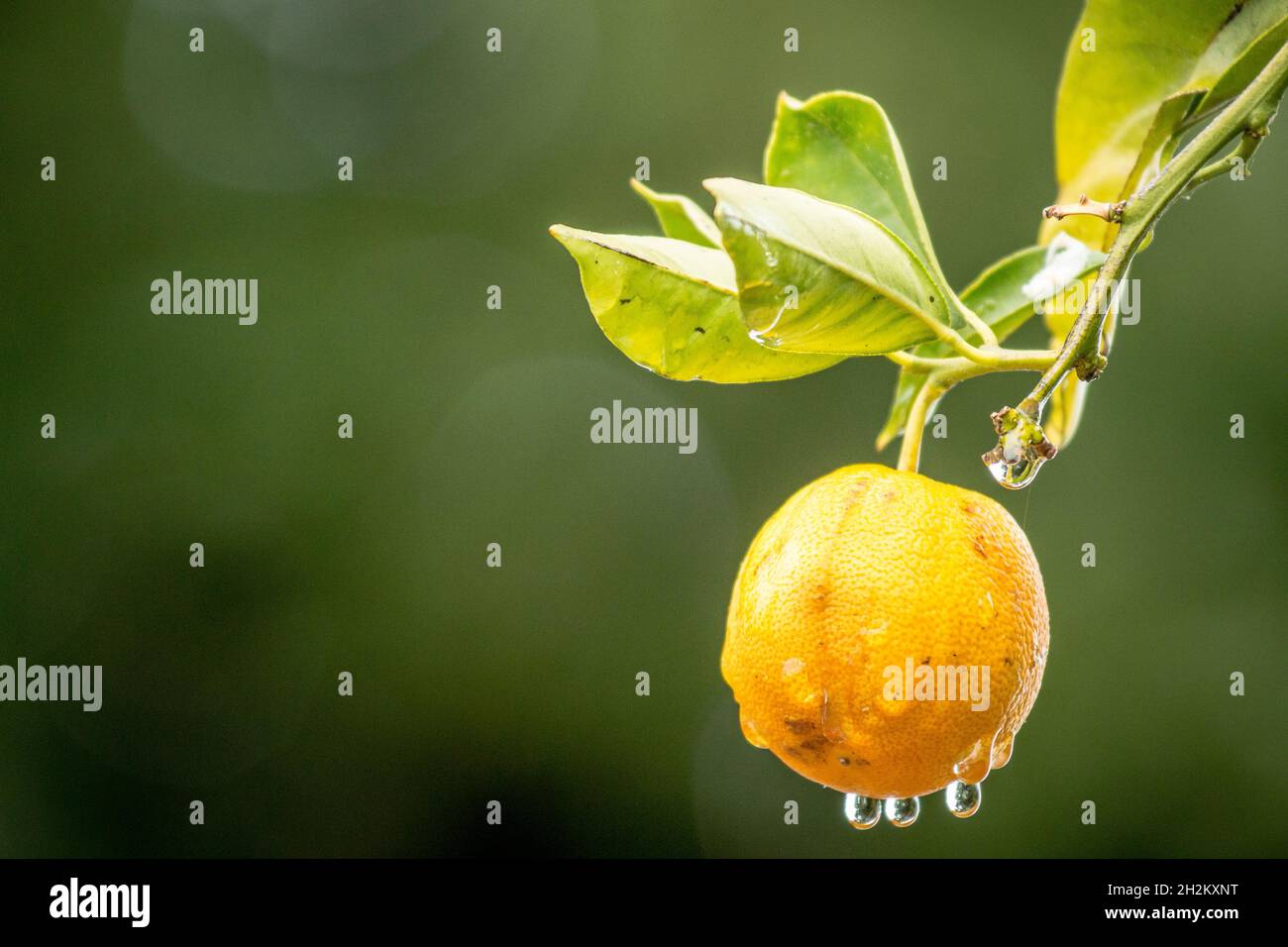 Una sola naranja en un árbol naranja después de una tormenta de lluvia, wtih agua en la carne y gotitas a punto de caer. Foto de stock