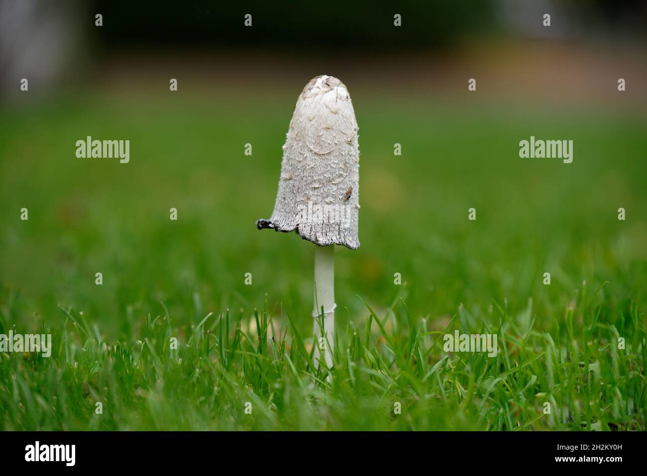 Coprinus comatus casquete de tinta de chorrón en un prado de la mown en otoño Foto de stock