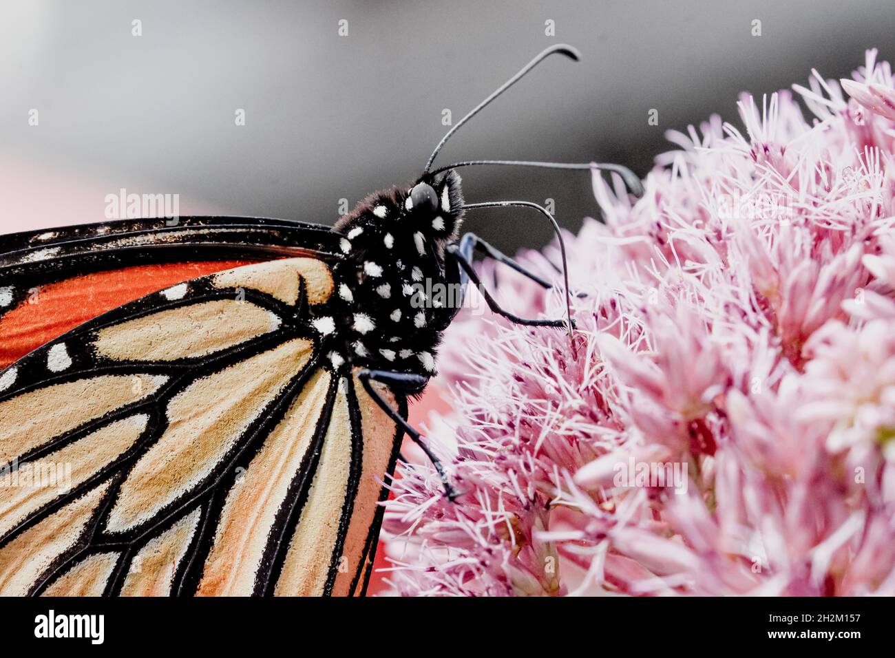 Macro de una mariposa monarca (Danaus plexippus) alimentándose a través de su probóscis en Joe Pye-weed (Eutrochium purpureum). Espacio de copia. Foto de stock