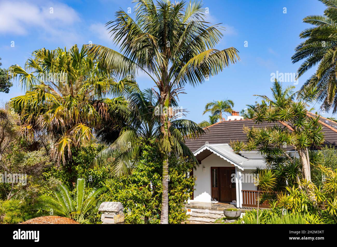 Casa australiana en Avalon Beach Sydney con exuberante jardín verde y plantas palmeras, Sydney, Australia Foto de stock