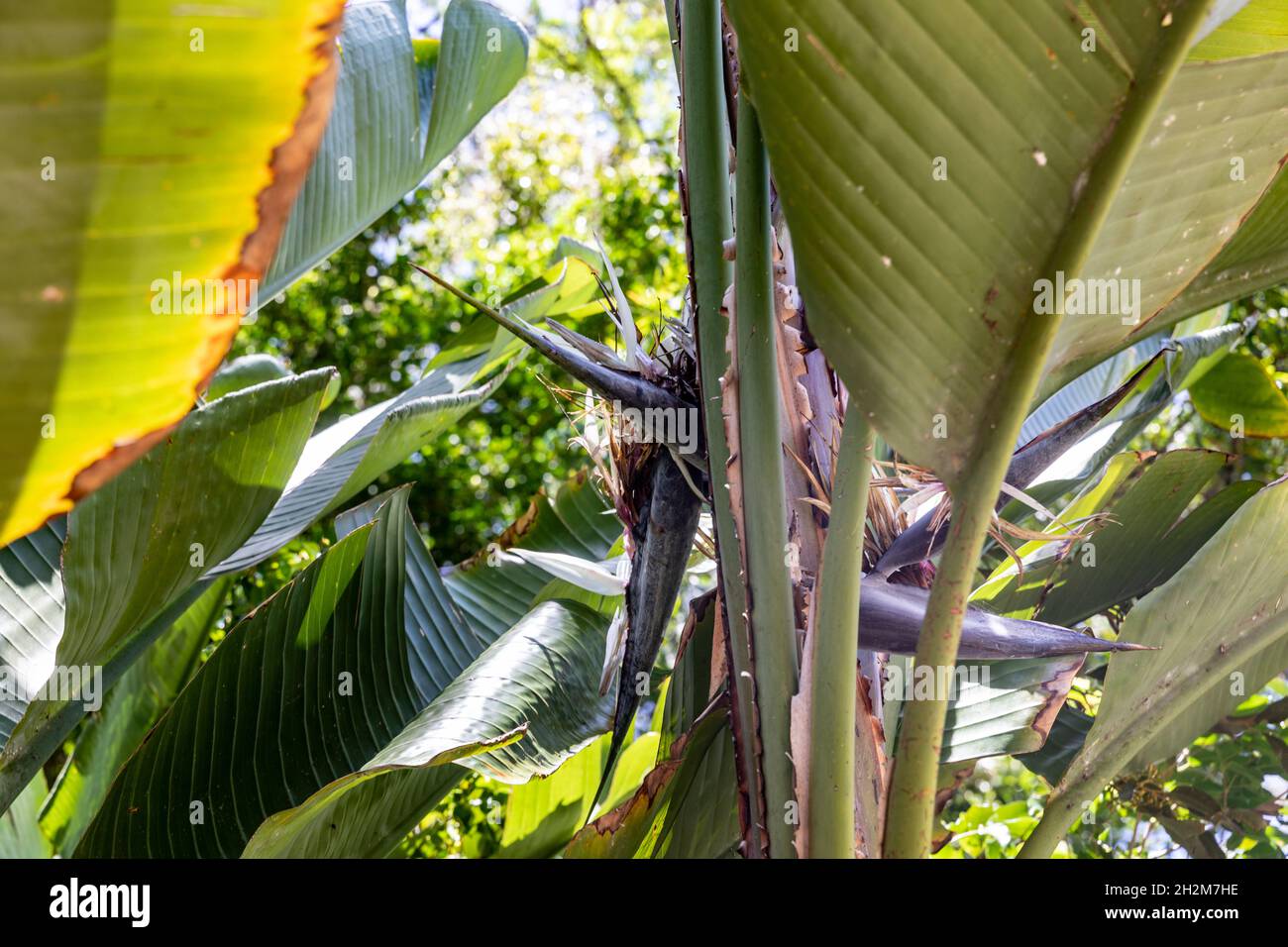 Pájaro blanco gigante de la palmera del árbol del paraíso, strellizia Nicolai, en un jardín tropical de Sydney que florece en un día de la primavera,Sydney,Australia Foto de stock