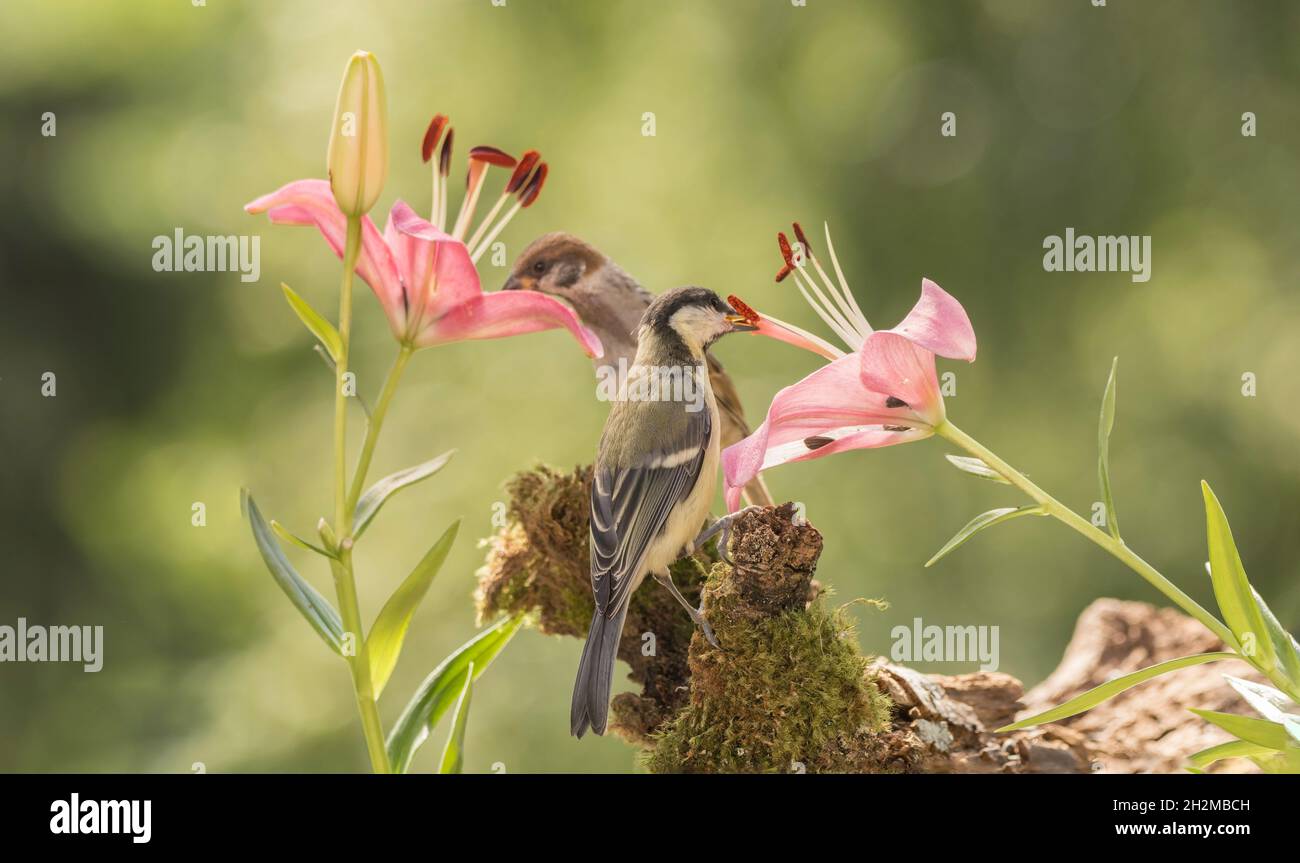 Cerca de un pajarito de pie con una flor de lis con un gorrión detrás  Fotografía de stock - Alamy