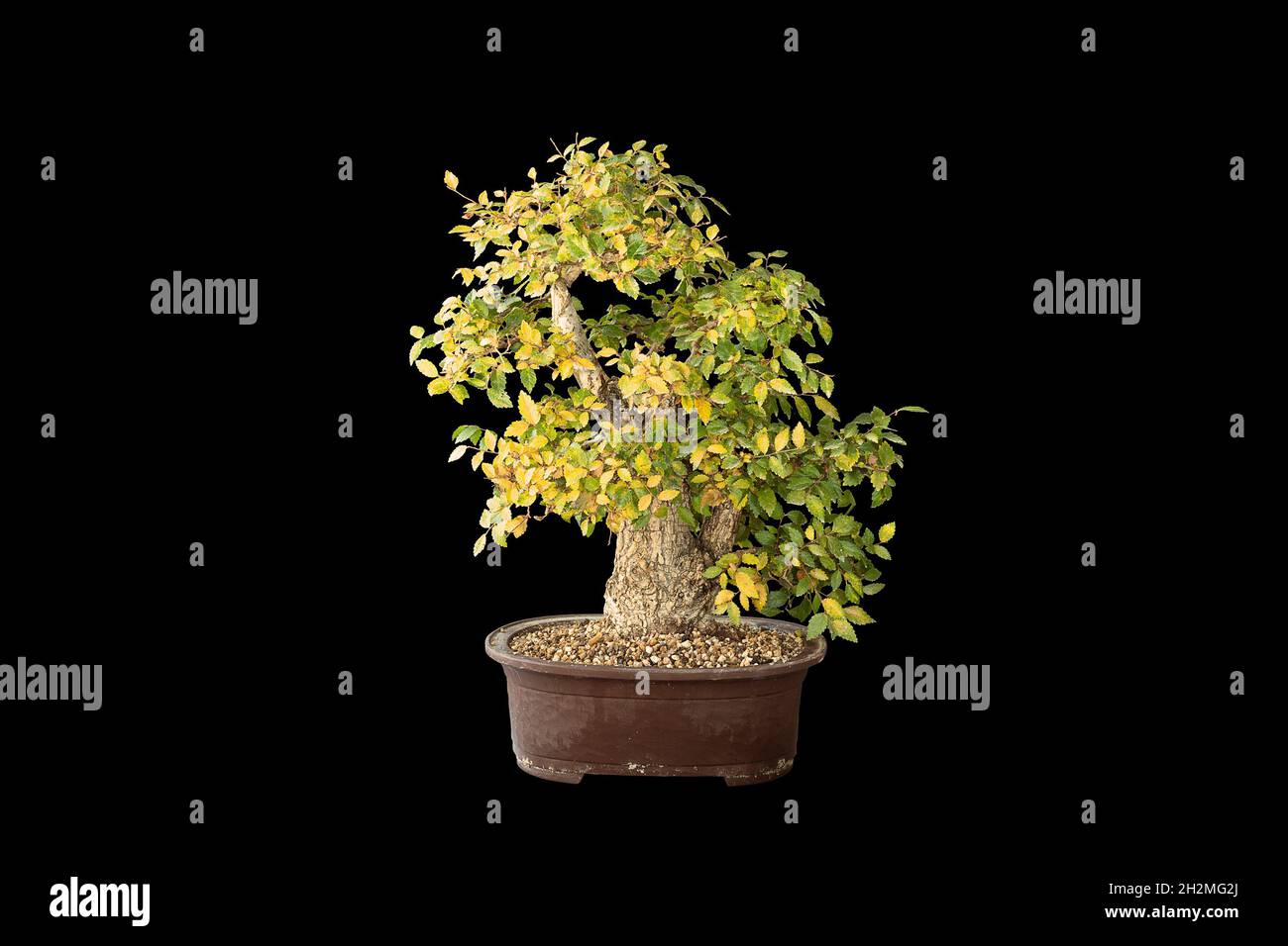 Antiguo hermoso olmo bonsai aislado sobre fondo oscuro ( Ulmus pumila ) Foto de stock