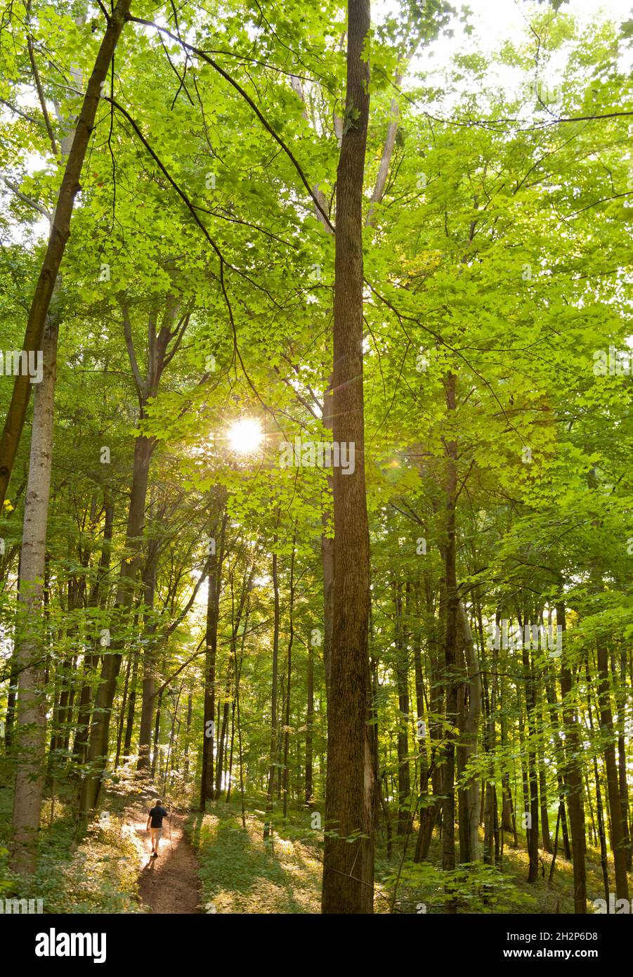 Senderos para caminatas en el bosque de Holmes County, Ohio, Estados Unidos Foto de stock