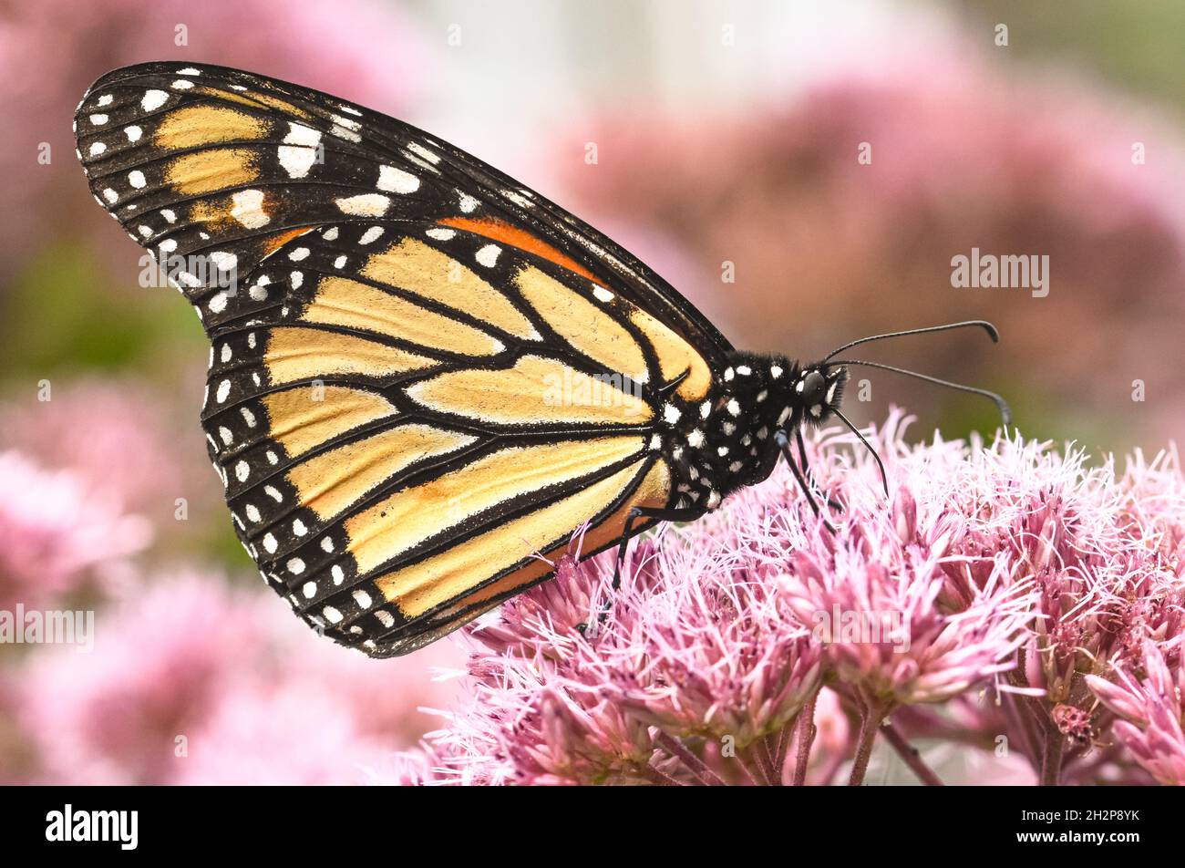 Vista lateral de una mariposa monarca (Danaus plexippus) alimentándose de flores de Joe-Pye Weed (Eupatorium purpureum) con fondo borroso.Espacio de copia. Foto de stock