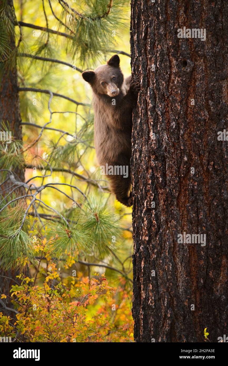 Un cachorro de oso en Zephyr Cove en South Lake Tahoe, Nevada, 2021. El Bear Cub fue visto solo por varios días y lo más probable es que perdió a su madre en el Foto de stock