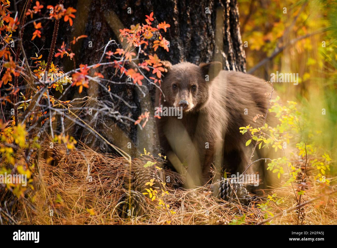 Un cachorro de oso en Zephyr Cove en South Lake Tahoe, Nevada, 2021. El Bear Cub fue visto solo por varios días y lo más probable es que perdió a su madre en el Foto de stock