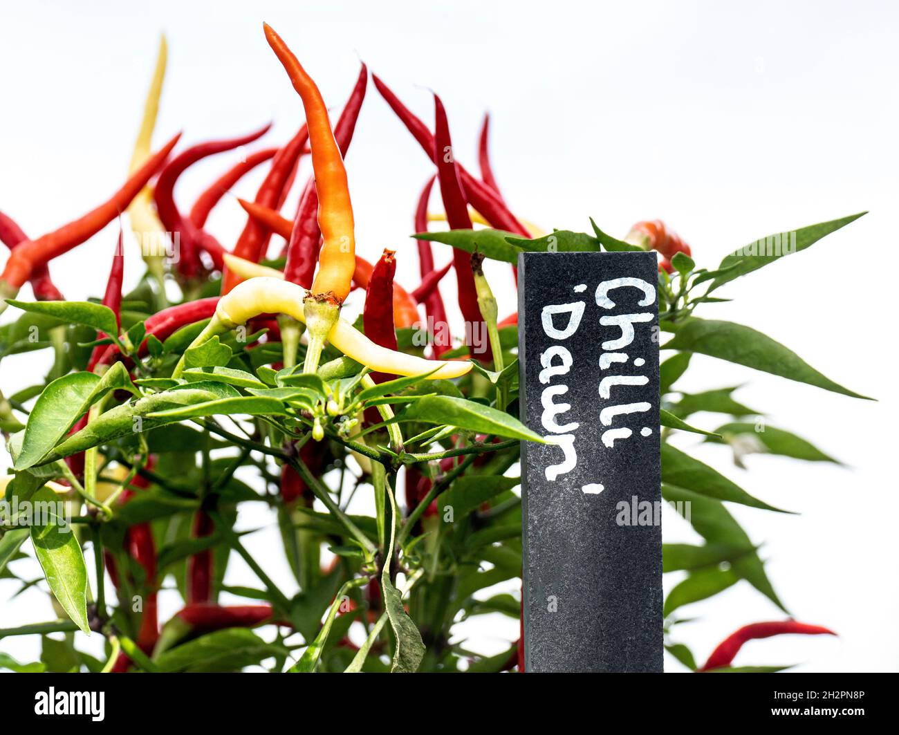 Chili Dawn Una variedad caliente de chilis que produce masas de fruta