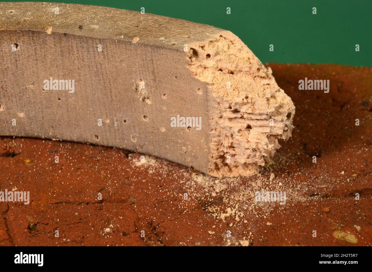 Macrophoto En madera cruda desdeada por escarabajos de muebles comunes, el polvo del otro cerca del objeto indica que hay actividad reciente del escarabajo de muebles Foto de stock