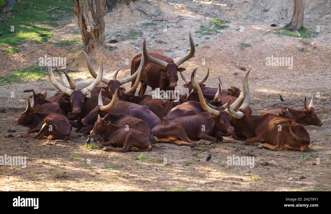 Manada de ganado watusi ankole en zoo Foto de stock
