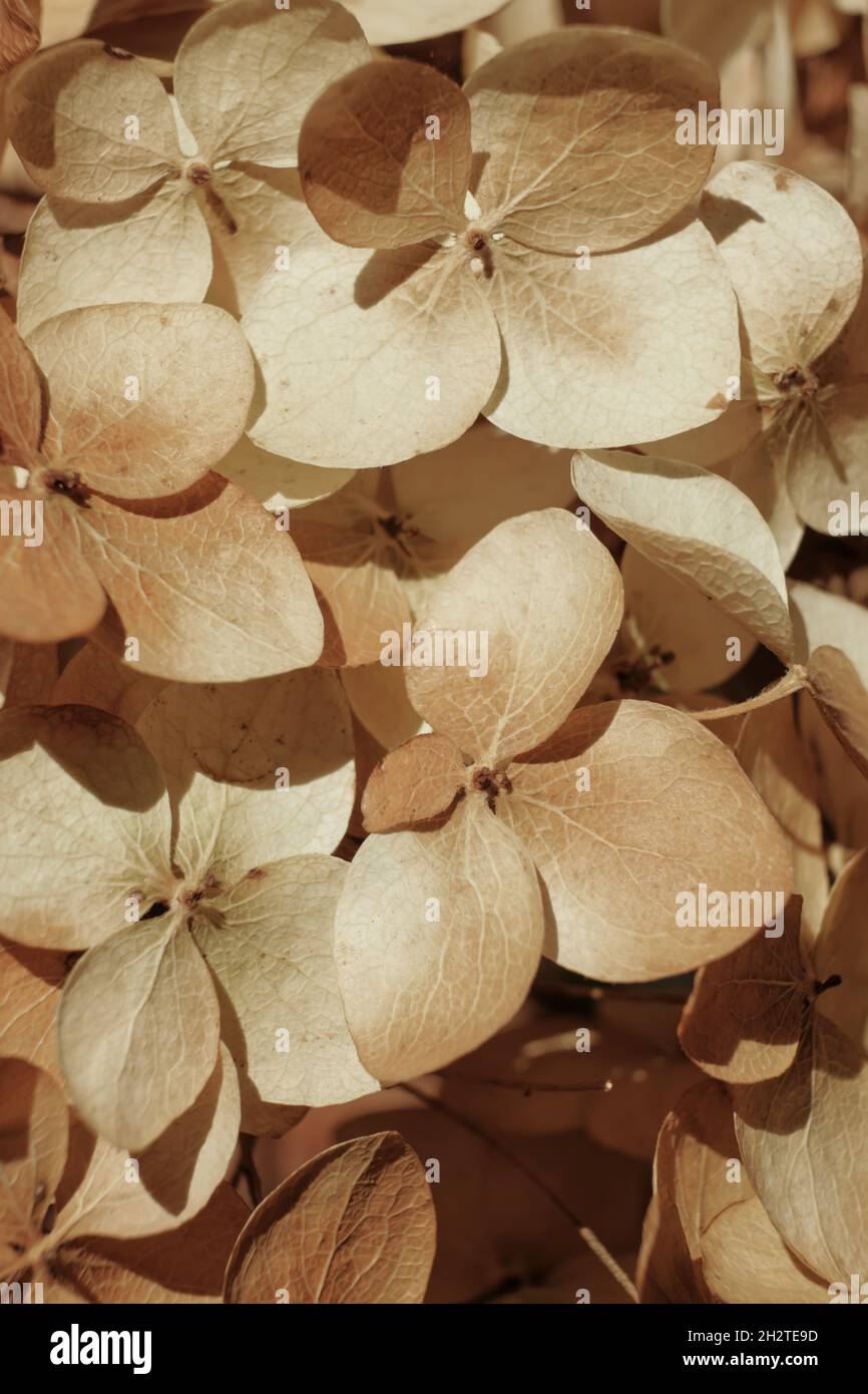 Pétalos de hortensia seca fotografías e imágenes de alta resolución -  Página 2 - Alamy