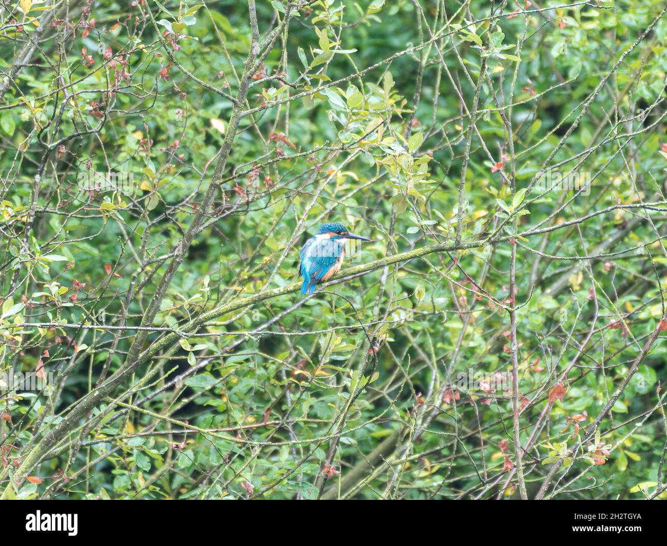 Un Kingfisher común, Alcedo Atthis, también conocido como el Kingfisher Eurasian, o el Kingfisher del río encaramado en una rama por un estanque. Foto de stock