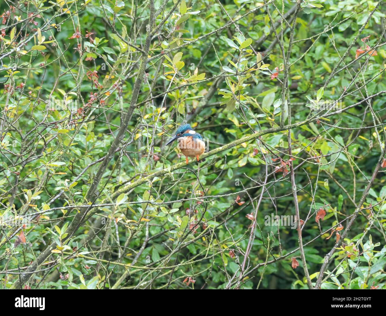 Un Kingfisher común, Alcedo Atthis, también conocido como el Kingfisher Eurasian, o el Kingfisher del río encaramado en una rama por un estanque. Foto de stock