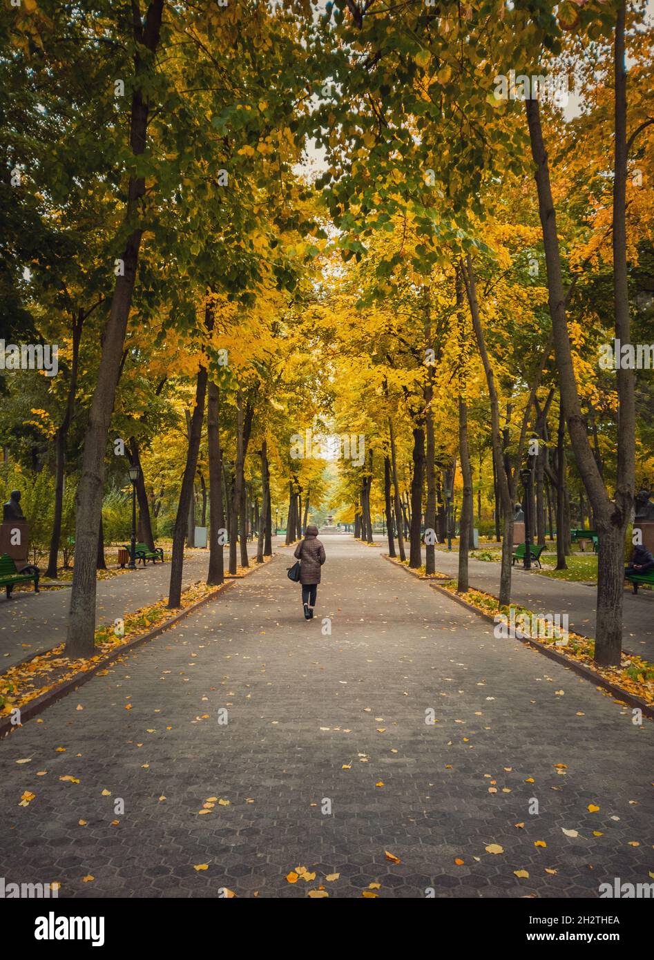 Joven caminando por el callejón en el vacío parque de otoño. Hermosa vista y silencio, coloridas hojas caídos en el suelo y senderos de Esteban III Foto de stock