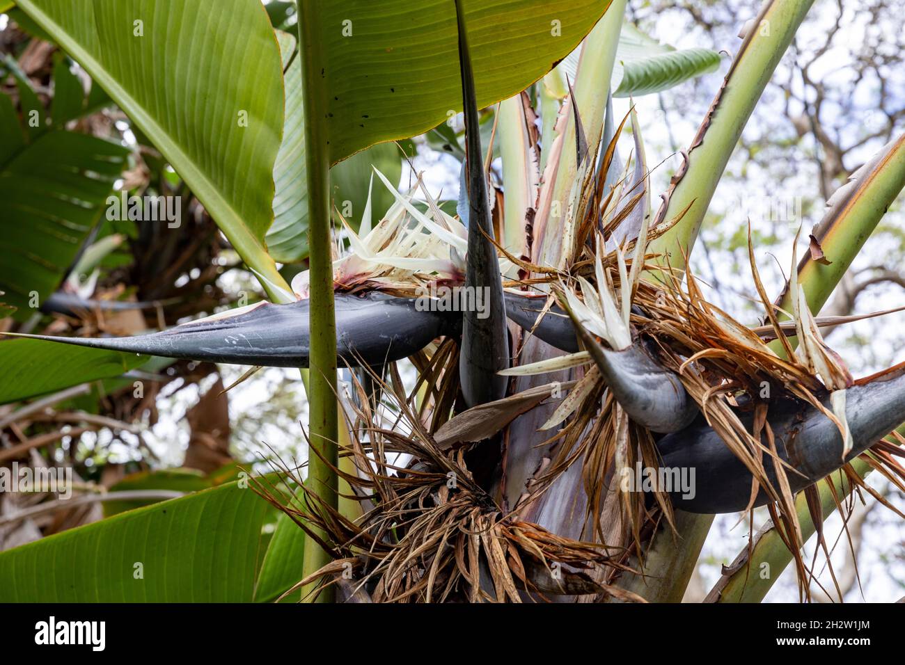 Pájaro gigante del paraíso o planta de plátano silvestre, strelitzia nicolai, en un jardín de Sydney, NSW, Australia en un día de primavera Foto de stock