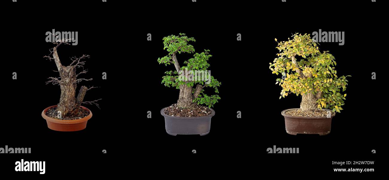Hermoso bonsai de olmo, cuatro años de desarrollo (Ulmus pumila), el mismo árbol aislado sobre fondo oscuro Foto de stock