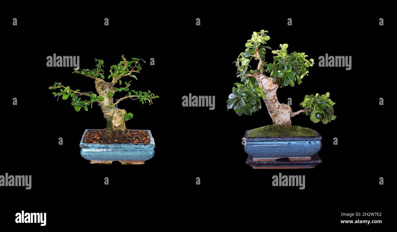 Carmona retusa bonsai, dos años de desarrollo, imágenes del mismo árbol sobre fondo oscuro (2019-2021) Foto de stock